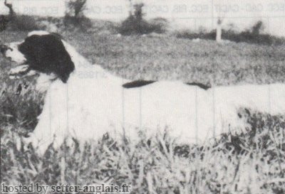 Setter Anglais ECCO DI CEREA Setter Anglais ECCO DI CEREA